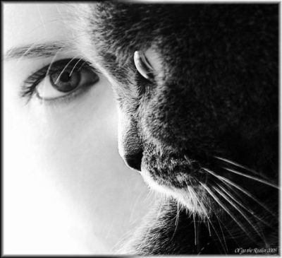 Black cats' attack