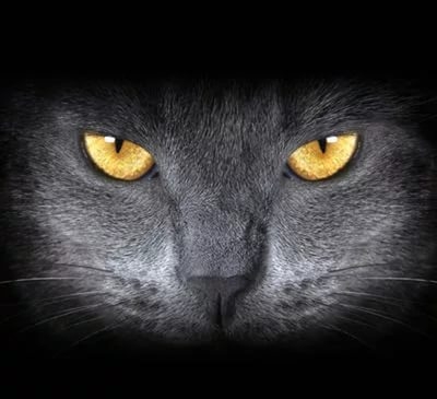 Атака чорних котів